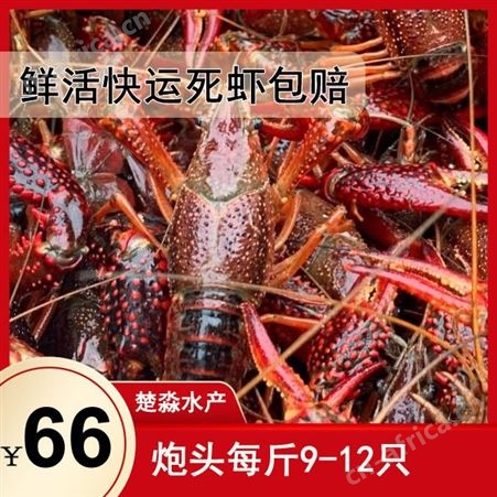 潜江小龙虾鲜活炮头小龙虾 8月15-8月20售价66元每斤30斤起售包运费