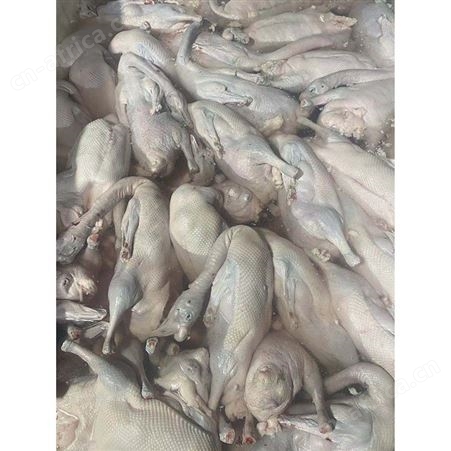 批发冷冻黑棕光鹅 批发冻黑棕鹅 冰冷急冻鹅肉 鹅翅膀 鲜鹅皇