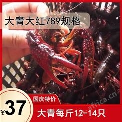 十一期间 鲜活小龙虾降价 硬规格789钱规格37元每斤 楚淼水产正常营业 欢迎购买