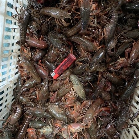潜江小龙虾淡水养殖稻田虾50斤起批各种规格产地直发