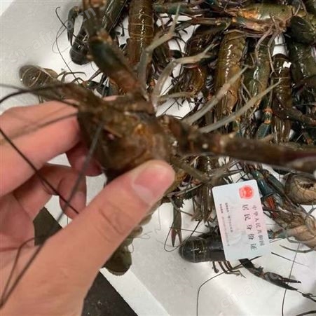 虾塘直供澳龙批发789钱规格澳洲淡水小龙虾2021年10月34元每斤