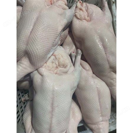 冷冻黑棕鹅批发 冰冻鹅 绿色黑棕鹅厂家 多肉鹅脚翅 鲜鹅皇