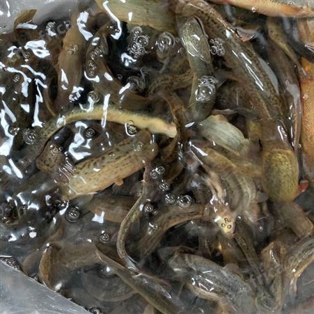 潜江生态土泥鳅 鲜活青鳅黄鳅新鲜大泥鳅50斤起批全国活体