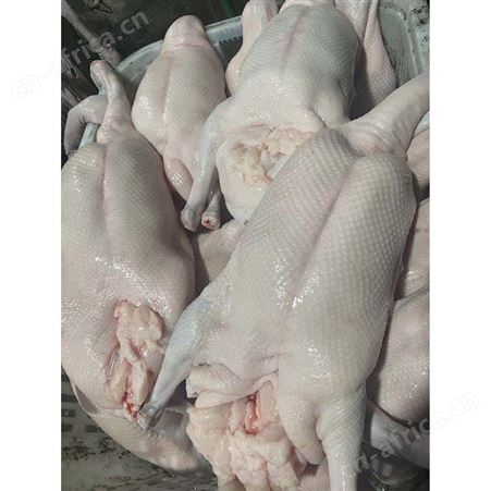 绿色黑棕鹅厂家 多肉鹅脚翅 长期供应 鲜鹅皇