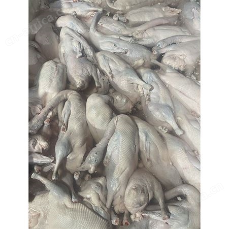 批发冷冻黑棕光鹅 批发冻黑棕鹅 冰冷急冻鹅肉 鹅翅膀 鲜鹅皇