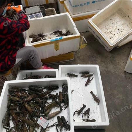 虾塘直供澳龙批发789钱规格澳洲淡水小龙虾2021年10月34元每斤