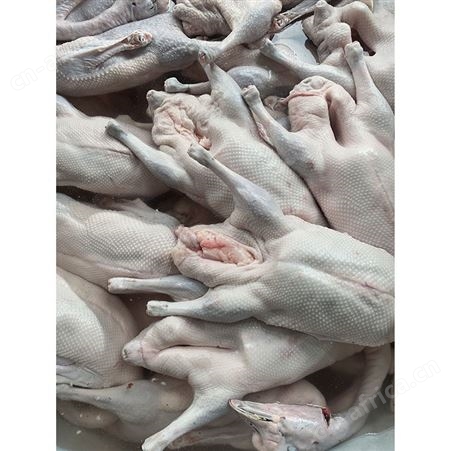 新鲜黑棕鹅 多肉鹅脚翅 基地销售 鲜鹅皇
