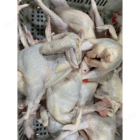 白条烧鹅 鹅翅膀 黑棕鹅价格 多肉鹅脚翅 鲜鹅皇