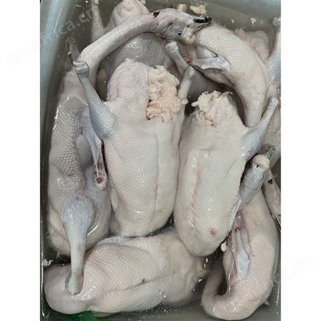 净膛鹅 光鹅 新鲜光鹅 正宗黑棕鹅报价 鲜鹅皇