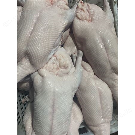 绿色黑棕鹅厂家 多肉鹅脚翅 长期供应 鲜鹅皇