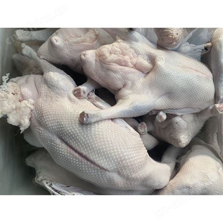 冷冻光鹅 新鲜光鹅 源头工厂 鲜鹅皇