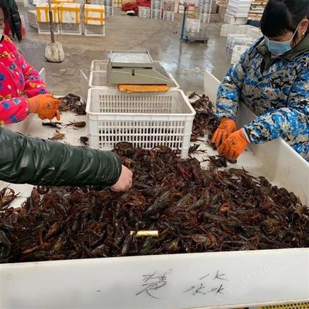 潜江小龙虾淡水养殖稻田虾50斤起批各种规格产地直发