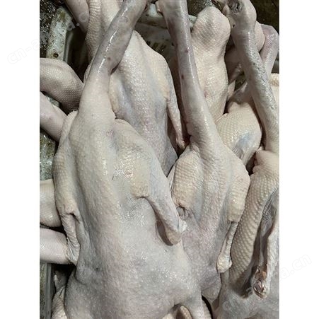 新鲜黑棕鹅 多肉鹅脚翅 基地销售 鲜鹅皇