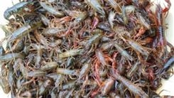 龙虾 小龙虾 特色小龙虾 小龙虾批发价格