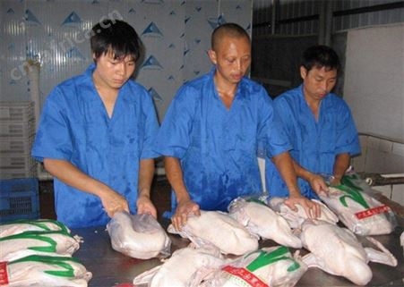冷冻黑棕鹅批发