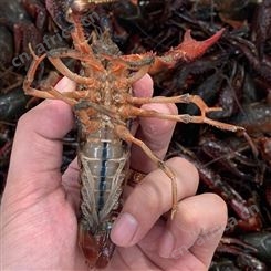 楚淼水产鲜活小龙虾/炮头小龙虾/小龙虾鲜活水产批发8月24日批发价格