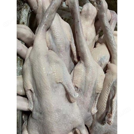 批发老鹅鹅头 批发冻黑棕鹅 冰冷急冻鹅肉 多肉鹅脚翅 鲜鹅皇