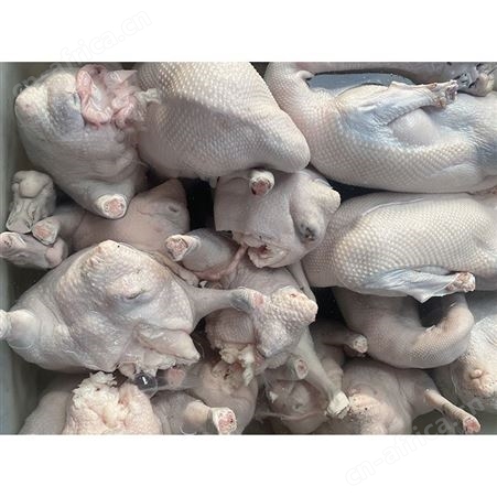 烤鹅专用老鹅 乌棕鹅 冰鲜鹅 食品黑棕鹅 鲜鹅皇