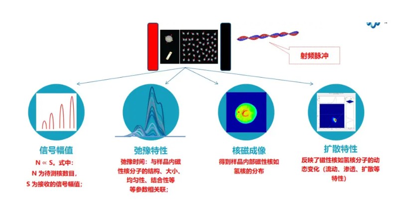 低场核磁的三个峰的物理含义